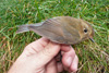 Red-Flanked Bluetail / Tarsiger cyanurus