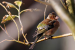 Bókfinka, steggi / Fringilla coelebs ♂