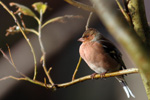 Bókfinka, steggi / Fringilla coelebs ♂