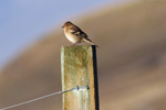 Bókfinka, bøga / Fringilla coelebs ♀