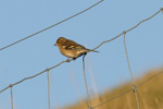 Bókfinka, bøga / Fringilla coelebs ♀