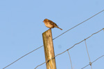 Bókfinka, bøga / Fringilla coelebs ♀