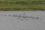 Brandgs / Branta leucopsis