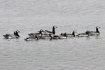 Brandgs / Branta leucopsis