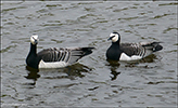 Brandgs / Branta leucopsis