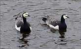 Brandgás / Branta leucopsis