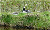 Brandgás / Branta leucopsis