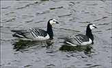 Brandgás / Branta leucopsis