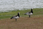 Brandgs / Branta leucopsis