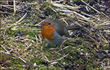 Bringureyi / Erithacus rubecula