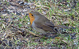 Bringureyði / Erithacus rubecula