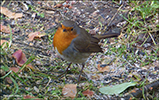 Bringureyði / Erithacus rubecula