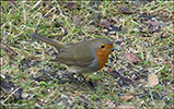 Bringureyi / Erithacus rubecula