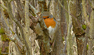 Bringureyði / Erithacus rubecula