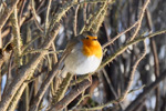 Bringureyi / Erithacus rubecula