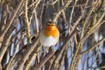 Bringureyði / Erithacus rubecula