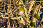 Bringureyði / Erithacus rubecula