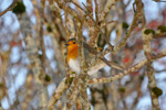 Bringureyði / Erithacus rubecula