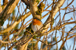 Bringureyði / Erithacus rubecula