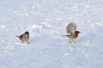 Gráspurvur / Passer domesticus & Bringureyði / Erithacus rubecula