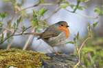 Bringureyi / Erithacus rubecula