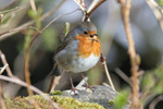 Bringureyi / Erithacus rubecula