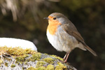 Bringureyi / Erithacus rubecula