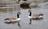 Canadags / Branta canadensis