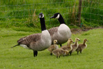 Canadags / Branta canadensis