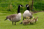 Canadags / Branta canadensis