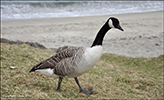 Canadags / Branta canadensis