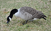 Canadags / Branta canadensis