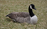 Canadagás / Branta canadensis