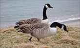 Canadags / Branta canadensis