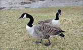 Canadags / Branta canadensis