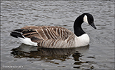 Canadags / Branta canadensis