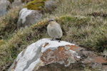 Steinstólpa / Oenanthe oenanthe ♀