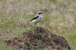 Steinstólpa / Oenanthe oenanthe  ♂