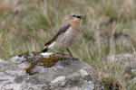 Steinstólpa / Oenanthe oenanthe ♀