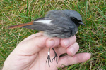 Husrødstjert / Phoenicurus ochruros