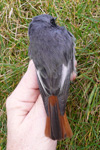 Black Redstart / Phoenicurus ochruros