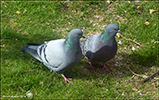 Bldgva / Columba livia