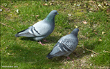 Bldgva / Columba livia