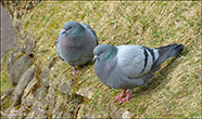 Bldgva / Columba livia