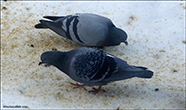 Columba livia