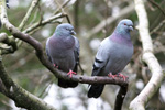 Bldgva / Columba livia