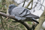 Bldgva / Columba livia