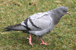 Bládúgvuungi / Columba livia, juvenile