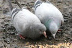 Bládúgvuungi & mamman / Columba livia, juvenile & adult