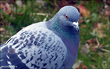 Bldgva / Columba livia